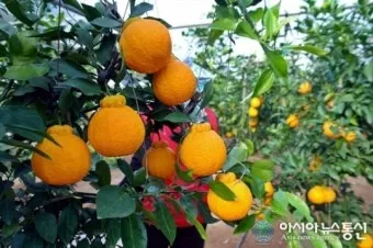 한라봉 재배 비가림 재배 가지 전정 당도 높이기_4
