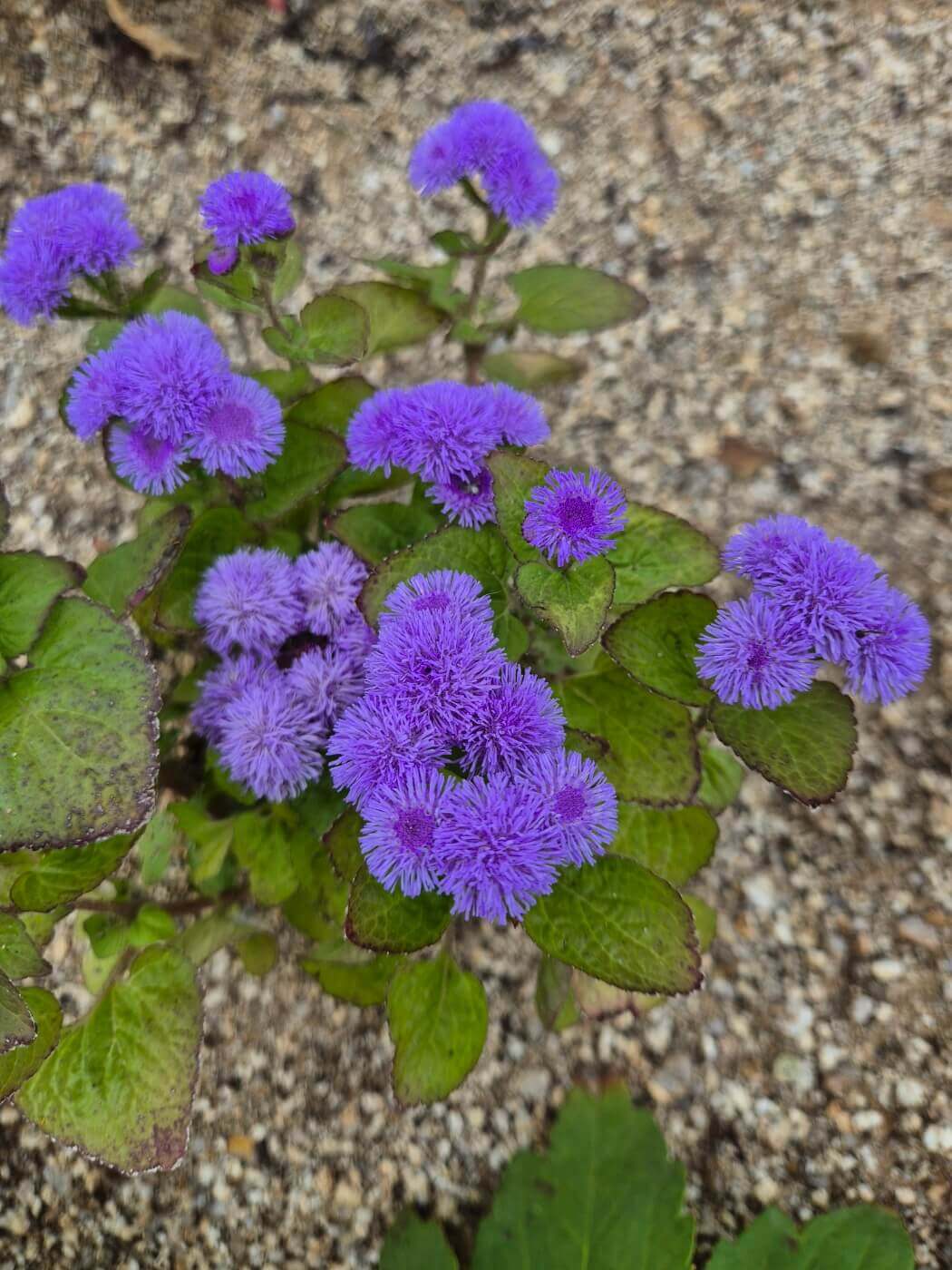 사랑 명언 모음 좋은 인연 