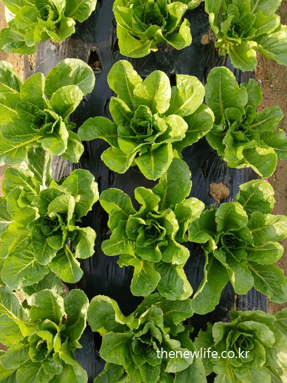 Fresh green romaine lettuce heads growing in neat rows under golden sunlight, leaves glowing with natural sheen-황금빛 햇살 아래 가지런히 자라고 있는 청상추 – 싱그러운 초록빛 잎이 자연광을 받아 빛나는 모습