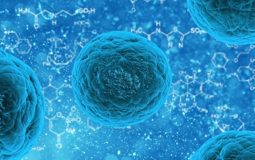 Test-for-organoid