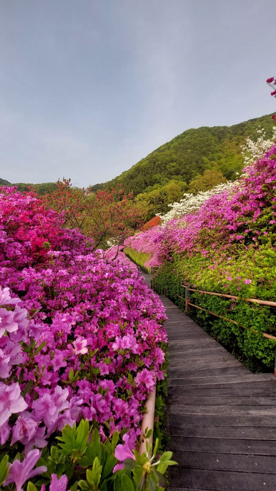 화산꽃동산