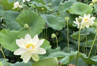 세미원 입장료 및 근처 맛집