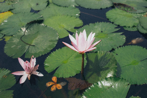 연자육