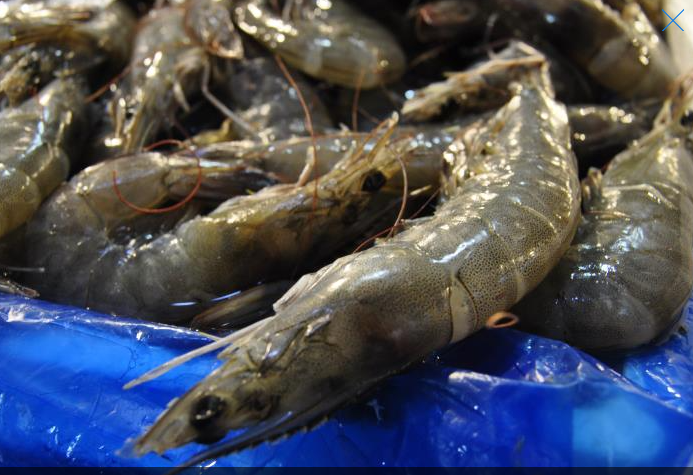 2025 홍성 남당항 대하축제 관련 이미지3