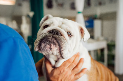 진료중인 강아지