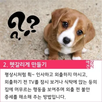 견주라면 알아야 하는 강아지 분리불안 해결법_19