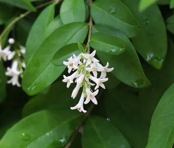 진한 향기에 취해버리는 이 꽃 산책로 옆 울타리 쥐똥나무_10
