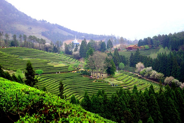 녹차우리는방법