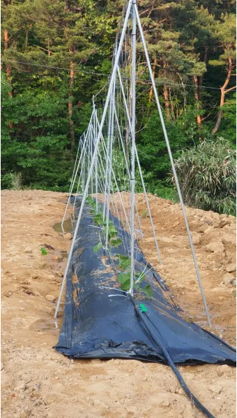 작두콩 재배 지지대 설치 덩굴 유인 건조 보관_4