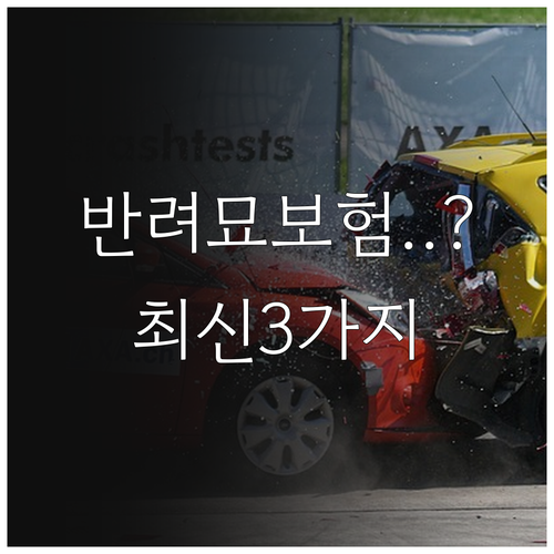 반려묘 보험 가입 전 꼭 알아야 할 ..