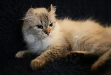 먼치킨 고양이/출처:어도비스톡