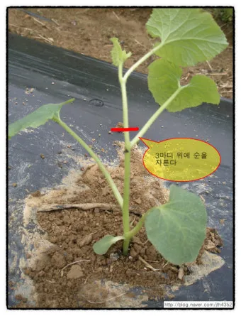 참외 순치기 순지르기 방법과 그림으로 쉽게 정리_24