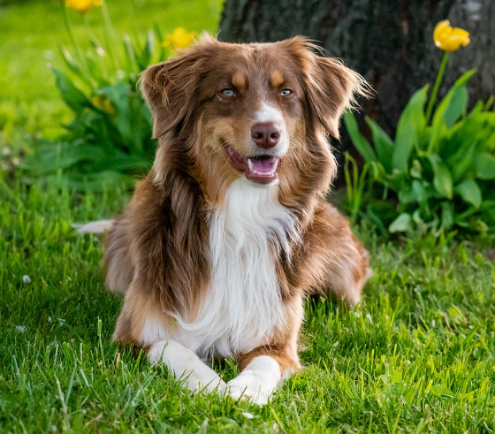휴식 중인 오스트레일리안 셰펴드