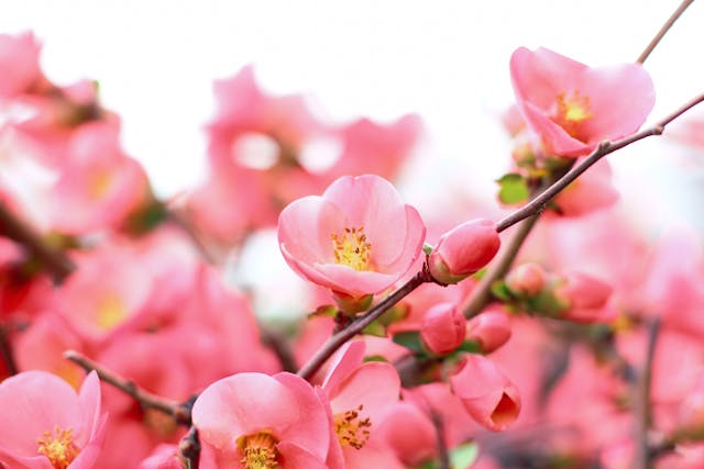 화담숲 모노레일 코스 알아보기