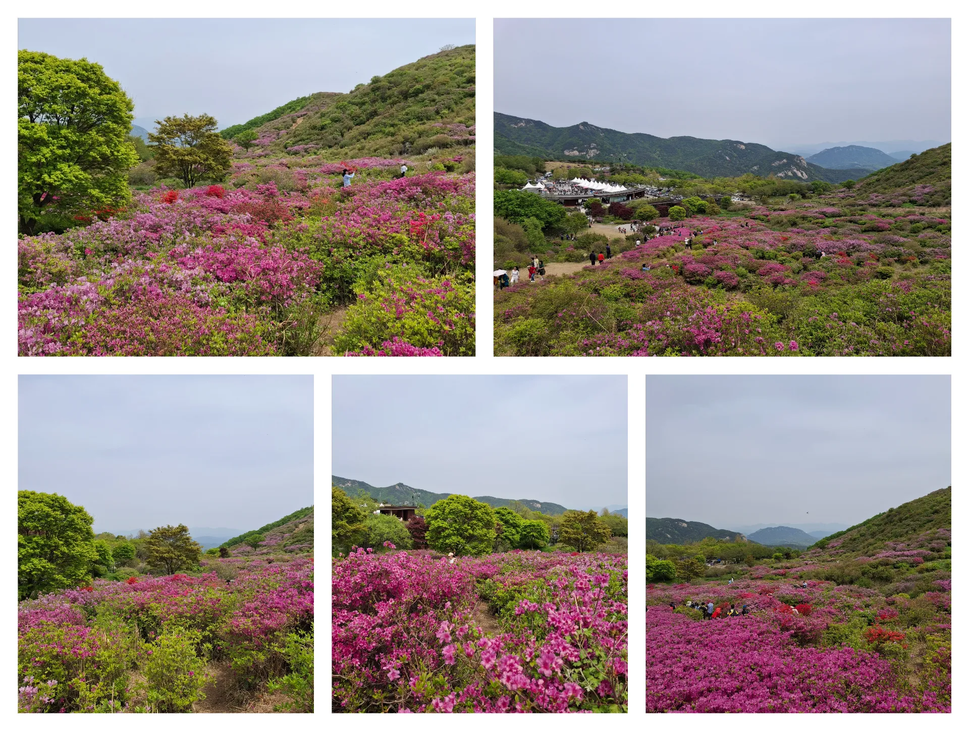 봄 황매산