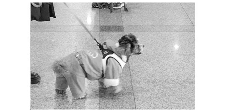 Alt 속성 문제 해결 설명 이미지