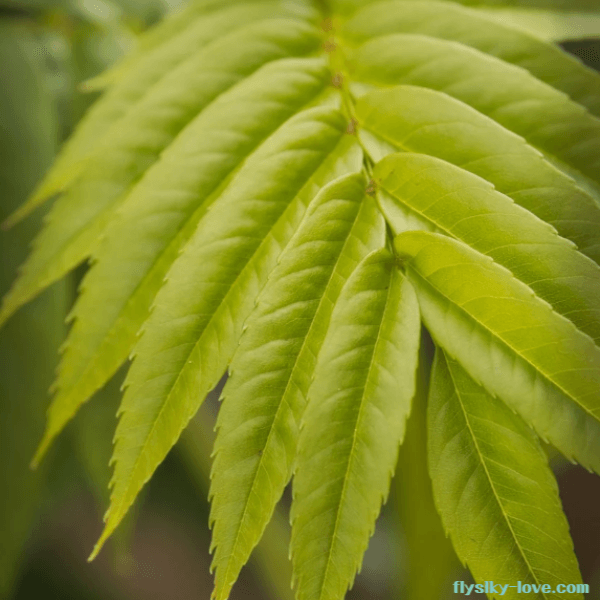 기관지에 좋은 마가목 잎