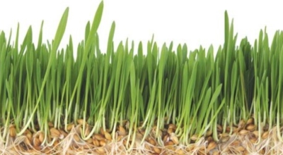 새싹보리이미지