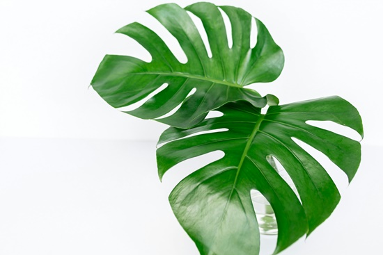 실내 인테리어의 꽃 몬스테라! 키우기/종류/분갈이/물주기/번식