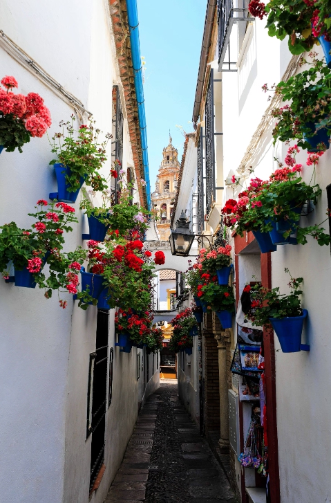 코르도바 파티오 축제