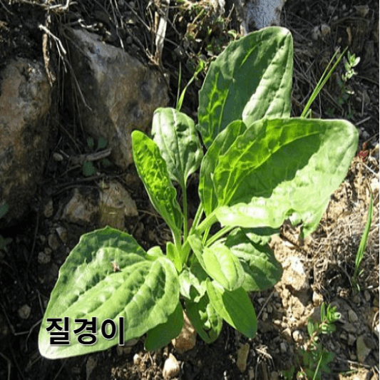 질경이의 영양소 및 효능, 채취방법, 요리 레시피