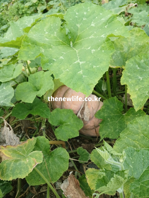 밭에서 자연스럽게 자라고 있는 늙은 호박 실물 모습, 수확 전 상태의 늙은 호박/장 건강에 도움이 되는 늙은 호박 사진