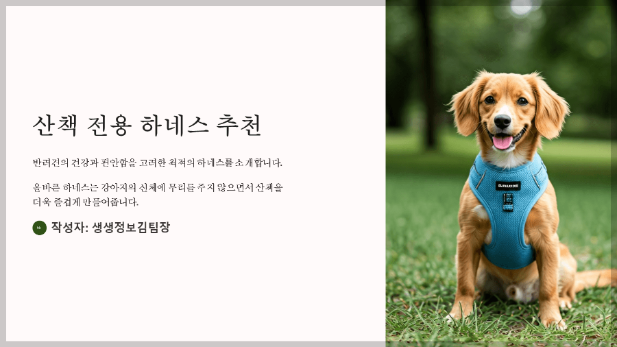 산책 전용 하네스 추천