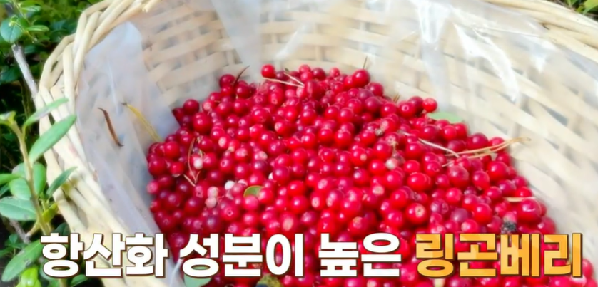 링곤베리 효능