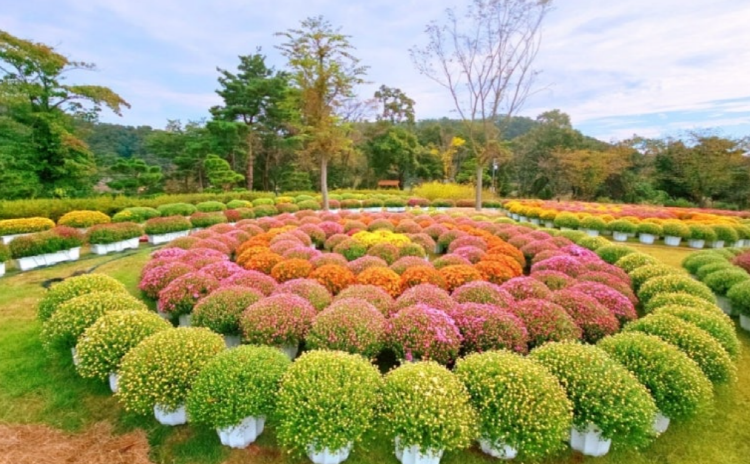 옥정호 출렁다리