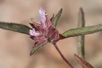 약용식물 가는잎산들깨 석향유 여름철 한방재 건강 효과_10