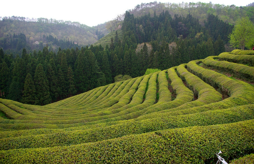 보성 녹차밭