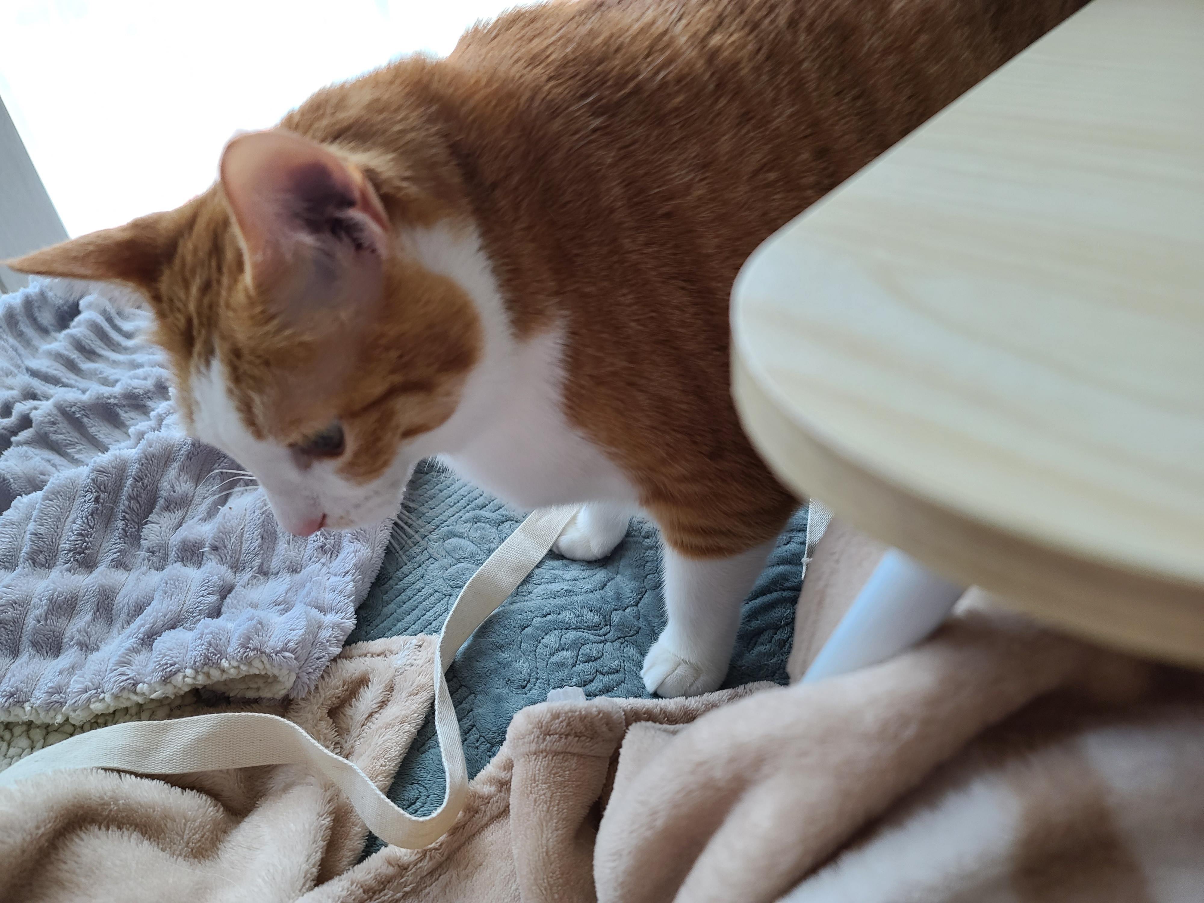 애정하는 장난감 물고와서 놀자고 조르는 고양이 호야