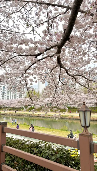 부산 벚꽃 명소 추천 숨겨진 뷰포인트_3