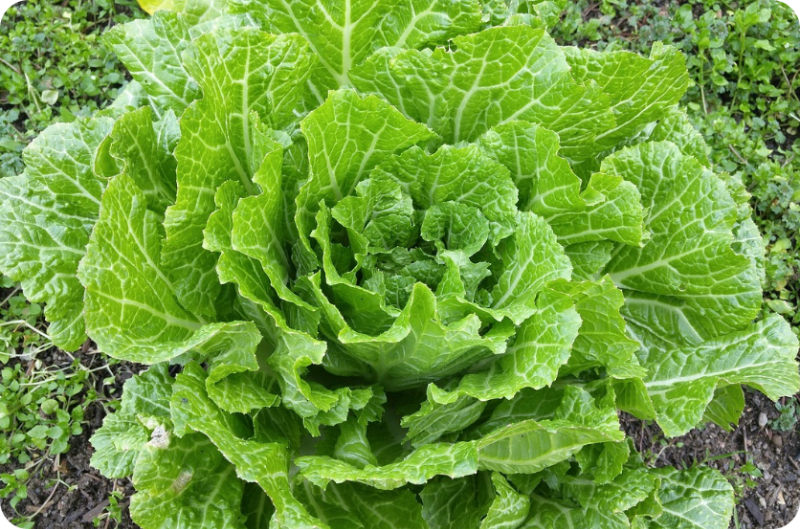 5. 신선한 배추 고르는 방법도 중요하다