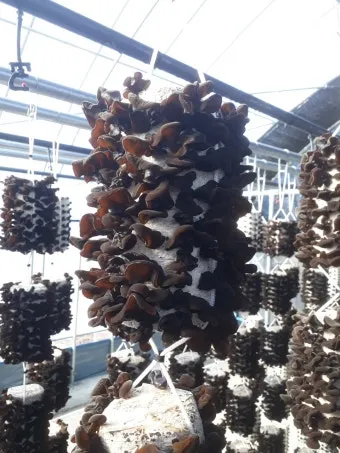 목이버섯 재배 원목 재배 수분 관리 위생 관리_11