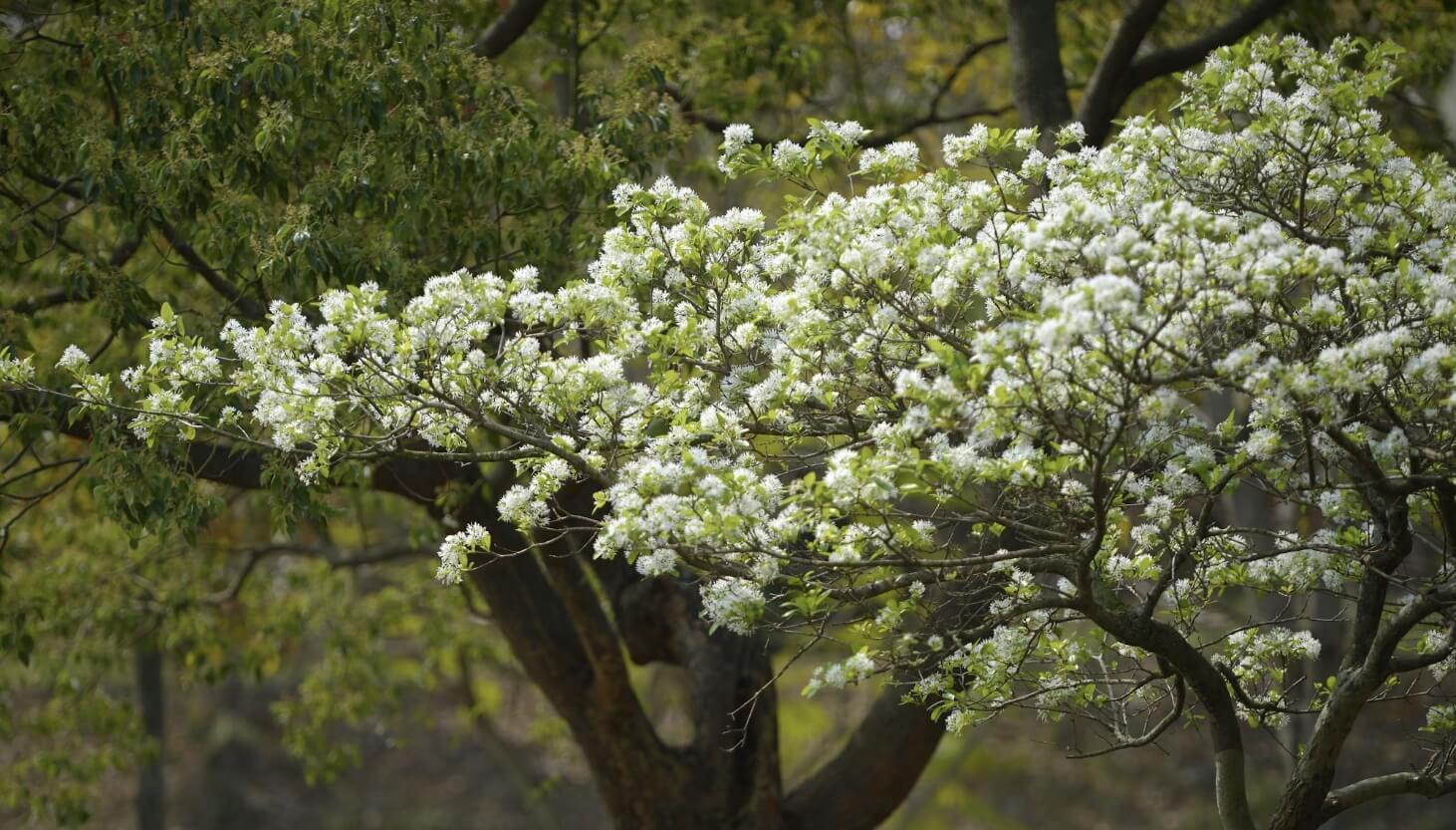 이팝나무와 조팝나무 차이