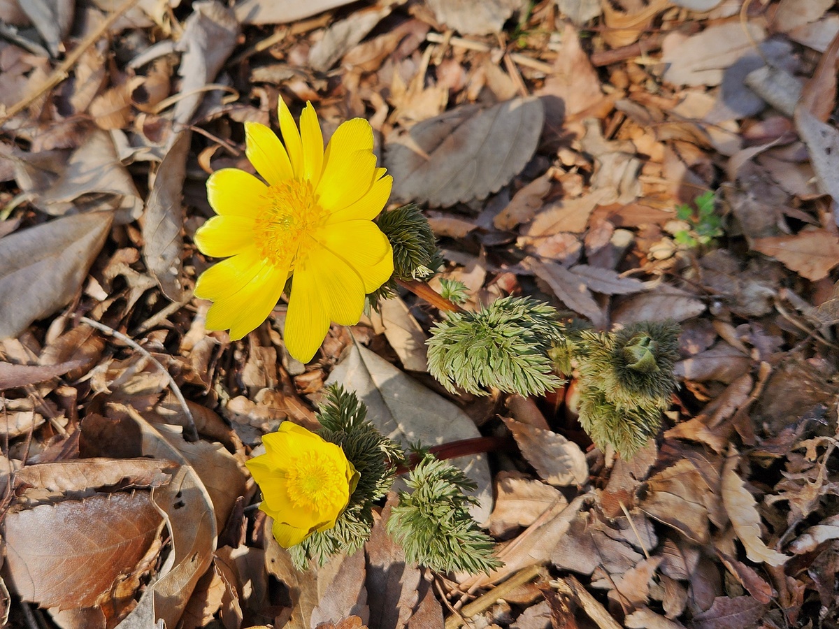 개복수초(가지복수초)