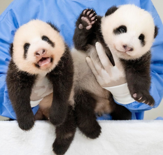 7월 7일 태어나 무럭무럭 자란 쌍둥이 판다 자매. 자는데 왜 깨웠냐며 당장 내려놓지 않으면 생명을 보장할 수 없다고 포효하고 있다
