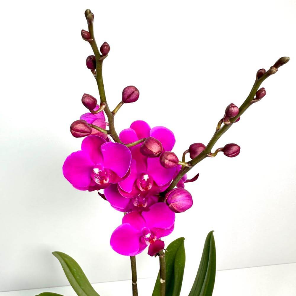 호접란 키우는 방법