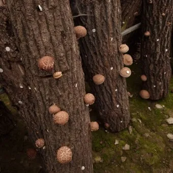 표고버섯 효능_8