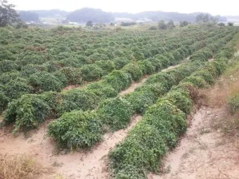 마 재배 지지대 설치 덩이 비대 관리 수확 요령_5