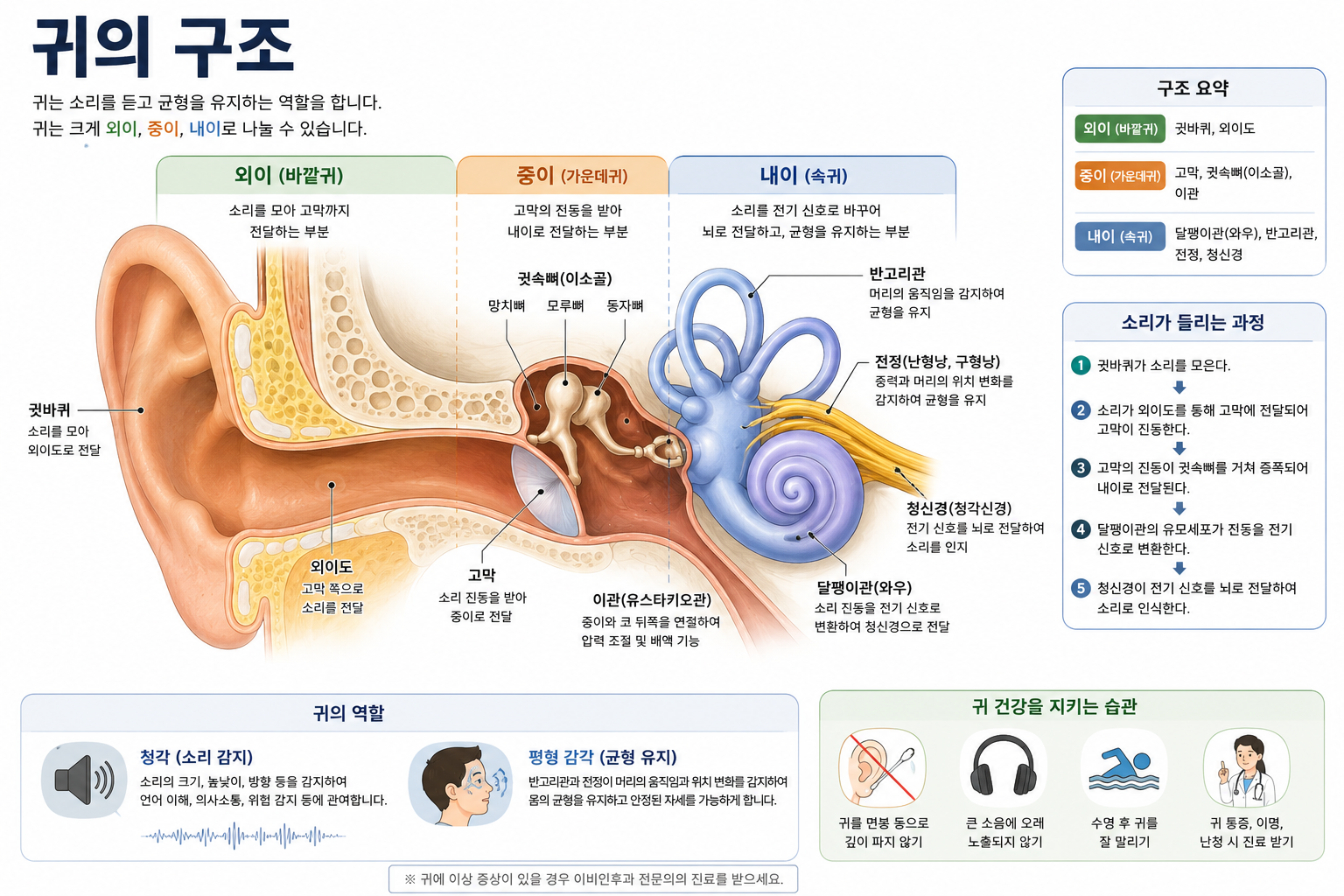 귀의 구조