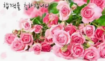 대학 합격 축하 메시지 문구 모음 100개