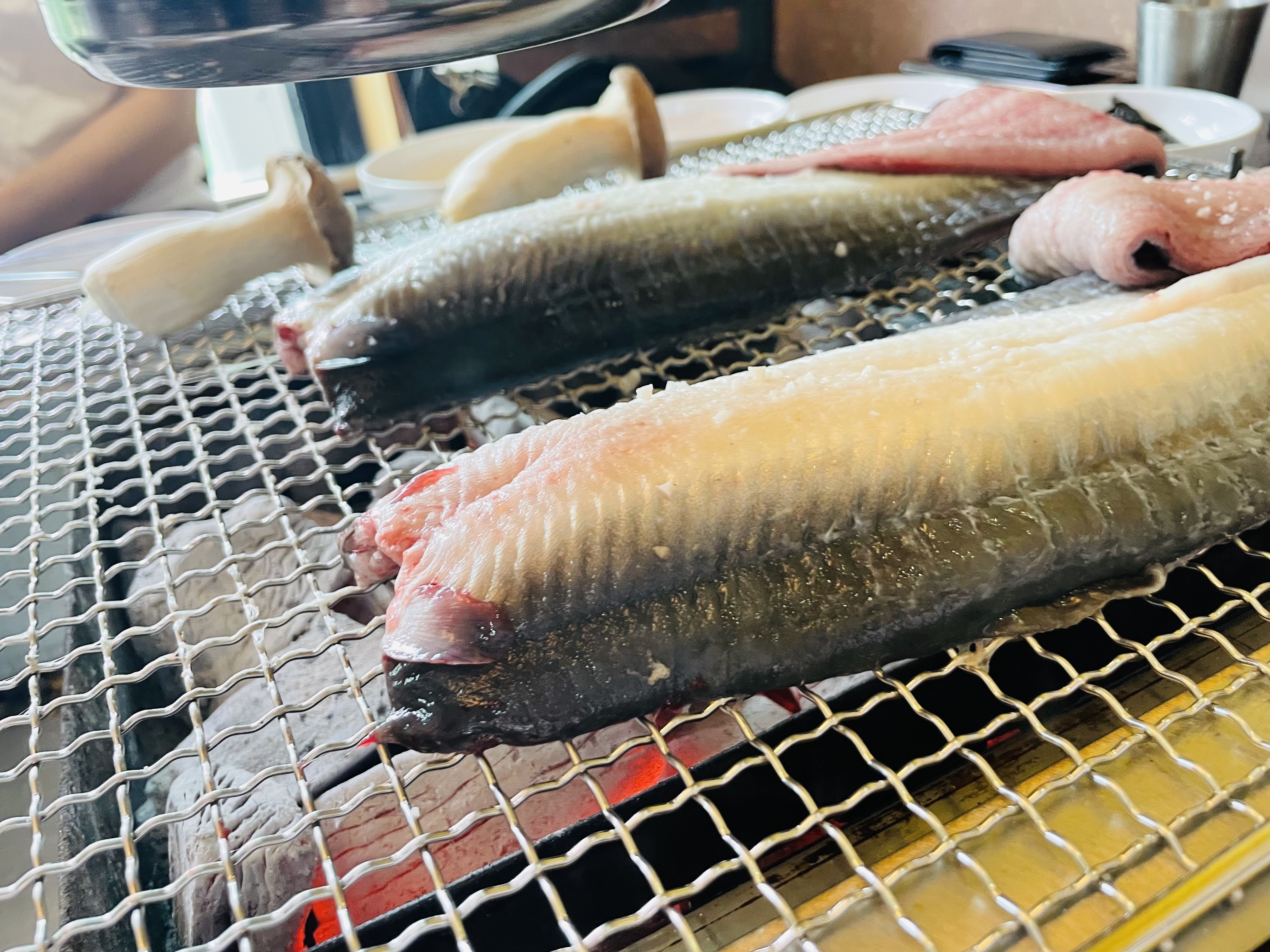 뚱보풍천장어