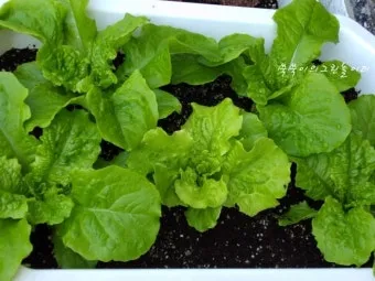 텃밭 상추 키우는 법 파종 간격 수확 연속수확 요령_18