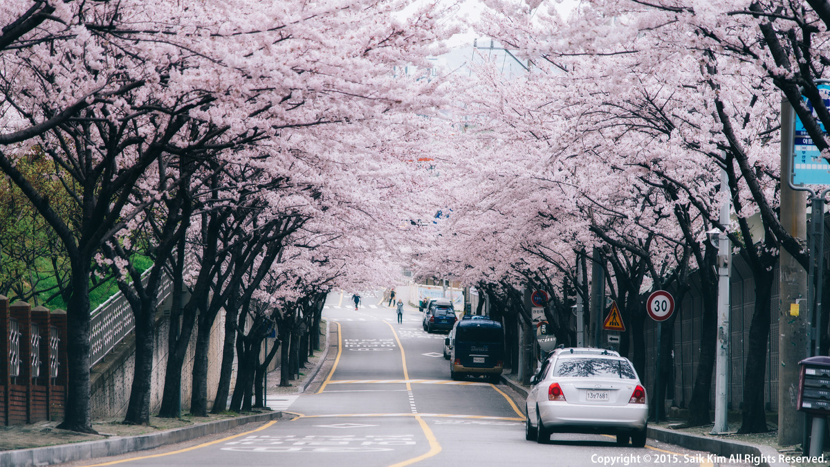 벚꽃 개화시기 2023