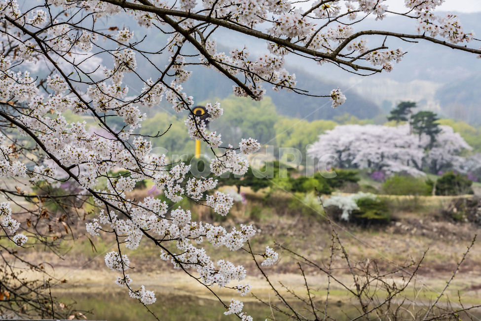 용인 호암미술관 벚꽃