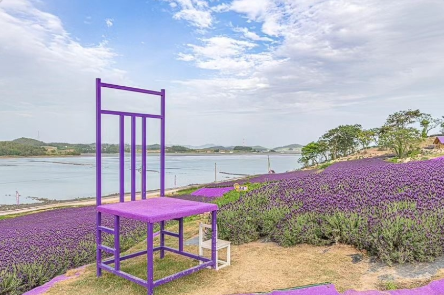 퍼플섬 라벤더1