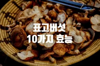 표고버섯 효능_8