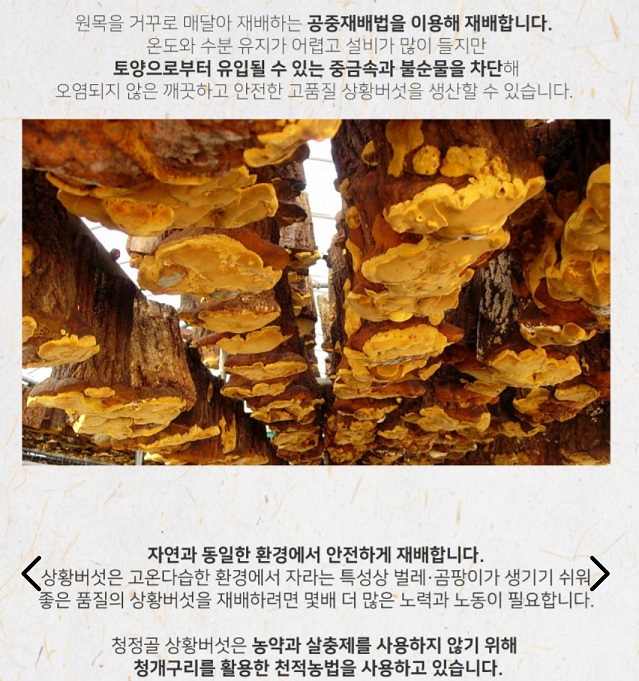 상황버섯-공중재배법-고범수